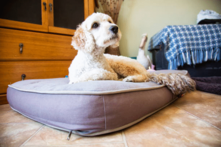 Why a Memory Foam Dog Mattress is the Best Investment for Your Pet’s Comfort 