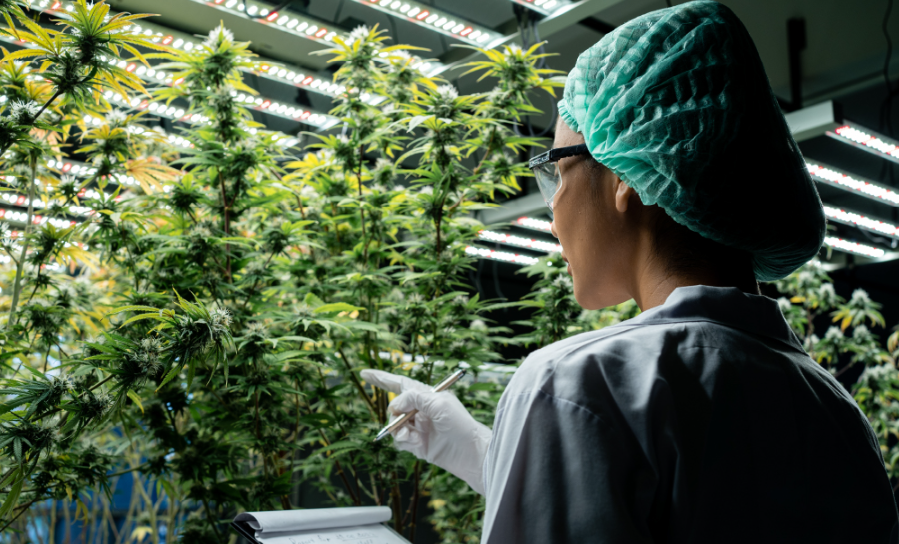 Green Horizons in Modern Cannabis Marketing